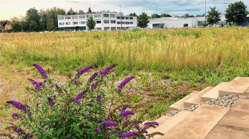 Im Frühjahr geht es los: Dann soll diese Fläche gepflügt, gefräst und mit Samenmischungen aus der Region in eine Blühwiese umgewandelt werden. Befristet ist das Ganze auf fünf Jahre.Foto  Netzsch