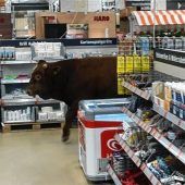 Stier Gerhard im Baumarkt