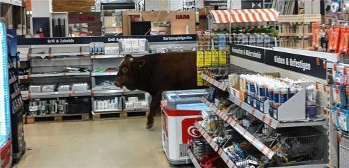 Hin und wieder sorgen entlaufene Stiere für Aufregung – wie hier beispielsweise im August 2019, als Stier Gerhard ausgebüxt war und im Baumarkt am Inntalstern bis zur Grillabteilung durchmarschierte. Foto re