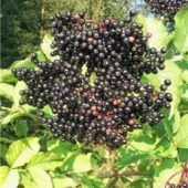 Bunte Welt der Wildsträucher