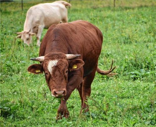 Zeigte sich beim Termin mit unserem Fotografen auf der Weide ganz cool: Stier Gerhard. Foto Ruprecht