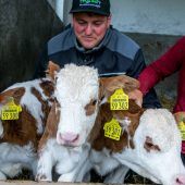 Kälber-Drillinge im Allgäu geboren