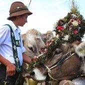 Termine für Almabtriebe und Viehscheide in den bayerischen Alpen