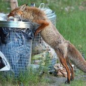 Fuchs schleicht sich bis ins Kinderzimmer