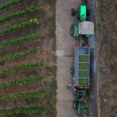 Weinernte aus Vogelperspektive