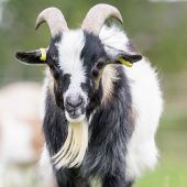 Streit um Ziegenbock „Hui Buh“