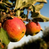 Obst aus dem Hofgarten