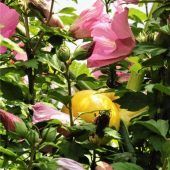 Kürbis küsst Hibiskus