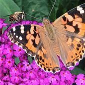 Freundschaft auf Blumenmeer