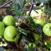 Heimische Früchtchen haben Sonnenbrand