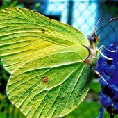 Mit dem Rüssel in den Blütenkelch eingetaucht