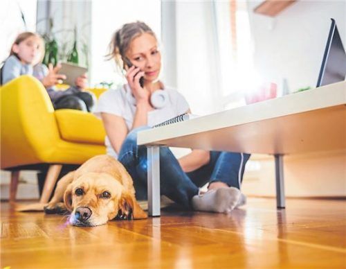 Alles ganz entspannt: Hier klappt das Zusammenleben der Familie mit dem großen Hund. Foto Shutterstock