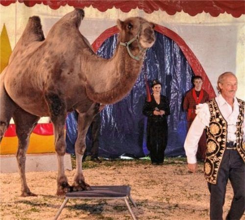 Mit dem Circus Boldini verbindet der Gemeinderat Griesstätt mehrheitlich keine negativen Erfahrungen.Foto re