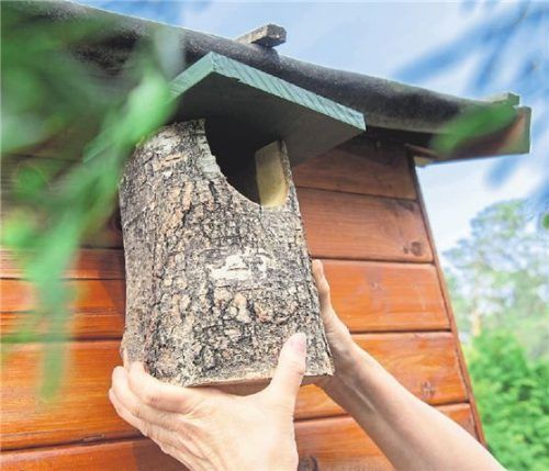 Bis Ende September sollten Sie Ihre Nistkästen reinigen. Foto dpa/Warnecke