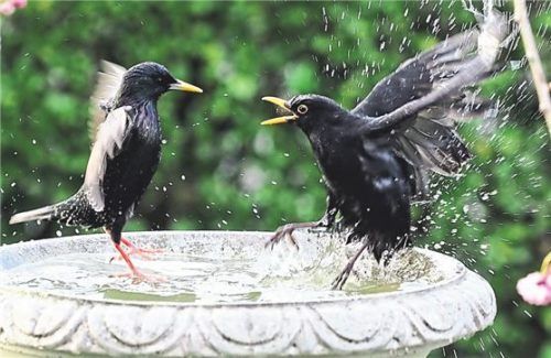 Buntes Leben im Garten: Hier streiten sich gerade Star und Amsel, wer zuerst baden darf.Foto Shutterstock