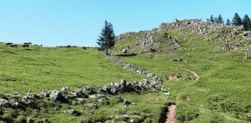 Der Weg ist das Ziel – Aufstieg zur Ebersberger Alm im Hochriesgebiet. Die Idylle trügt: Mensch und Tier leben im Spannungsfeld.Foto hoffmann