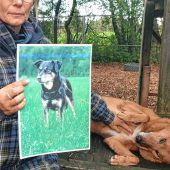 Giftköder: Hund Armani verblutet