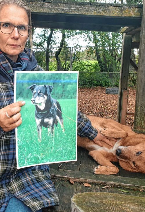 Die Obduktion hat es bewiesen: Hund Armani (auf dem Foto) ist an Gift gestorben. Da es kein handelsübliches Rattengift war, liegt für Clarissa von Reinhardt, Vorsitzende des Tierheim-Betreibervereins „Häuser der Hoffnung“, der Verdacht nahe, dass der Giftköder mit Absicht ausgelegt wurde. Sehr schwer um ihren Tierfreund trauert die Hündin Bella. Sie braucht jetzt einen Neustart bei liebevollen Besitzern.Foto detzel
