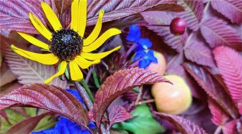 Die Pflanzen liefern zum Jahresende ein Farbenfeuerwerk.