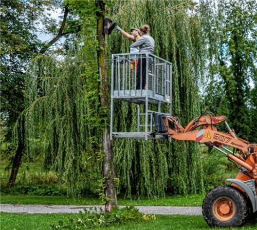 Die Stadt Kolbermoor pflegt die Nistkästen: Zwei Mann sind mit einem Radlader im Einsatz, begleitet von einer Biologin.