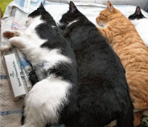 Frisch kastrierte Katzen in der Narkose. Die Anzahl von freilebenden Katzen nimmt im Raum Kolbermoor und Rosenheim trotz aller Kastrationsaktionen zu. Foto DPA
