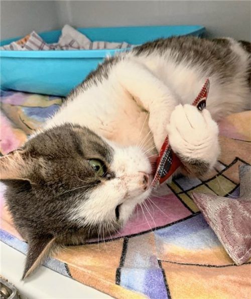 Kater Kasimir liebt Streicheleinheiten.Foto Tierheim