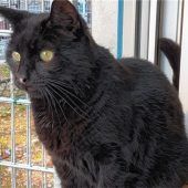 Lucky sucht ein neues Zuhause