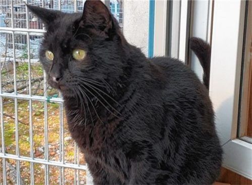 Kein Freund von Hektik und Trubel, ist der neunjährige Kater Lucky. Dafür ist er sehr gerne draußen. Foto re