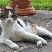 Verschwundene Katzen: Neue Spuren