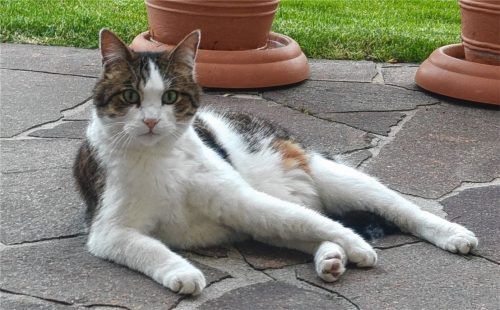 Mikus ist zurück: Der Kater wurde in Kolbermoor-Süd seit dem 28. August vermisst. Am Sonntag wurde er nun in Bad Feilnbach gefunden und seinem Frauchen zurückgebracht. Foto RE