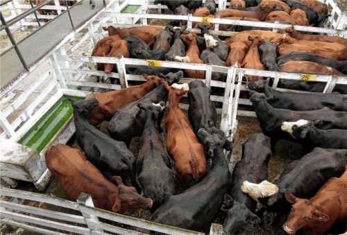 Rinder bei einer Auktion in Argentinien: Bayerische Bauern befürchten, dass südamerikanisches Rindfleisch aufgrund des Handelsabkommens zwischen der EU und den Mercosur-Staaten den Absatz des regionalen Marktes schwächt. Fotos dpa/re (2)
