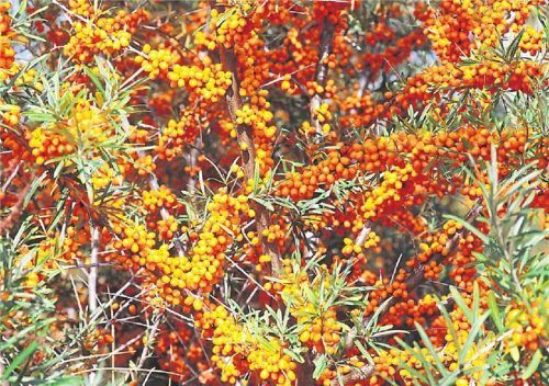 Sanddorn ist beliebt – aus den Beeren lassen sich Marmelade und Likör machen, und die dichte Hecke bietet Tieren einen schönen Schutz. Foto dpa/Wüstneck