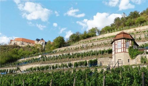 Weinterrassen in Freyburg mit Neuenburg.