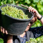 Viele Weinfässer bleiben heuer leer