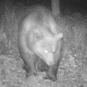 Bär an bayerischer Grenze gesichtet