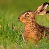 Die Hasenpest breitet sich aus