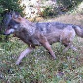Wildes Oberallgäu: Wolf tappt in Fotofalle
