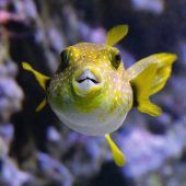 Tierische Models