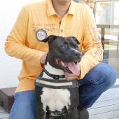 Endstation Tierheim für Kampfhunde