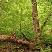 Nachhaltige Forstwirtschaft: Waldspaziergang mit der Revierleiterin