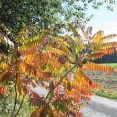 Warme Herbstsonne sorgt für Farbenspiel