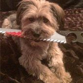 Es ist Halloween – Tommy zeigt seine dunkle Seite