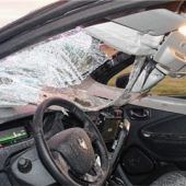 Zwei Pferde nach Unfällen getötet