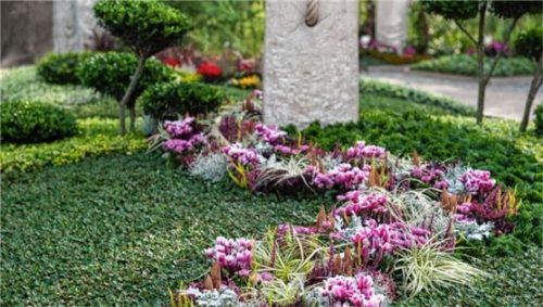 Das Alpenveilchen sorgt mit Farbvariationen von Weiß bis Pink für farbenfrohe Akzente auf dem Friedhof.

Fotos jd/Gesellschaft deutscher Friedhofsgärtner/Margit Wild