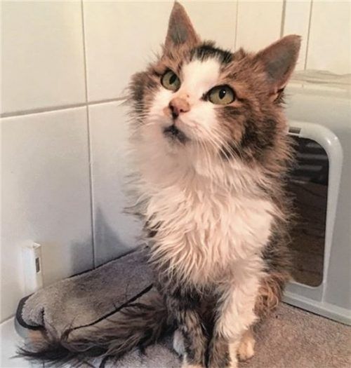 Die etwa vierjährige Katze Worry braucht ein Zuhause mit gesichertem Balkon. Foto  re