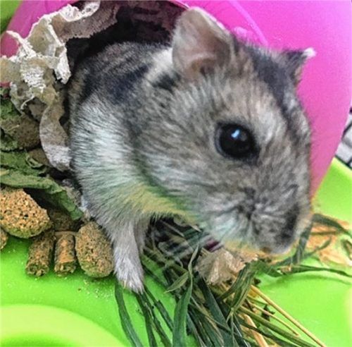 Hamster Gismone sucht ein neues Zuhause. Foto  re