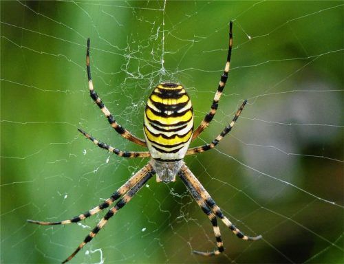 Die Wespenspinne (Argiope bruennichi) gehört zur Familie der Radnetzspinnen.Foto Hoheneder