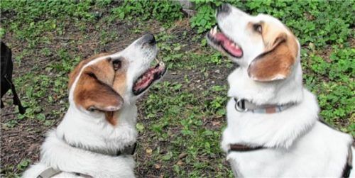Ein eingespieltes Team: die Herdenschutzhund-Mischlinge Berny und Jacky.  Foto Tierheim