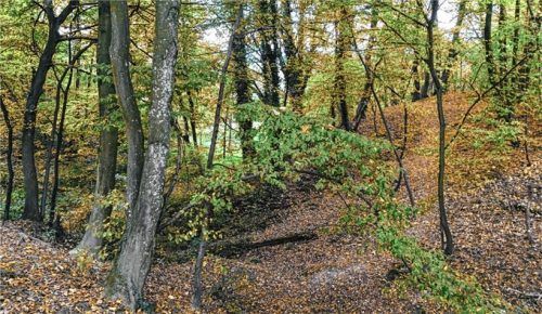 Ein Paradies zum Entdecken: Hier könnten die Kinder im Wald spielen.Fotos maier