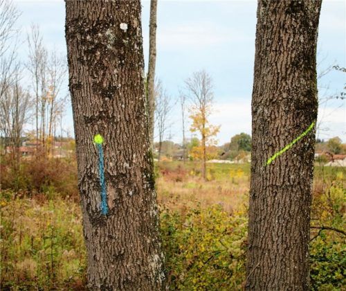 Ein Teil der Laubbäume auf der Spinnereiinsel ist krank und muss gefällt werden. Allerdings nur die Bäume, die eine Gefahr für Spaziergänger darstellen.Foto Riediger